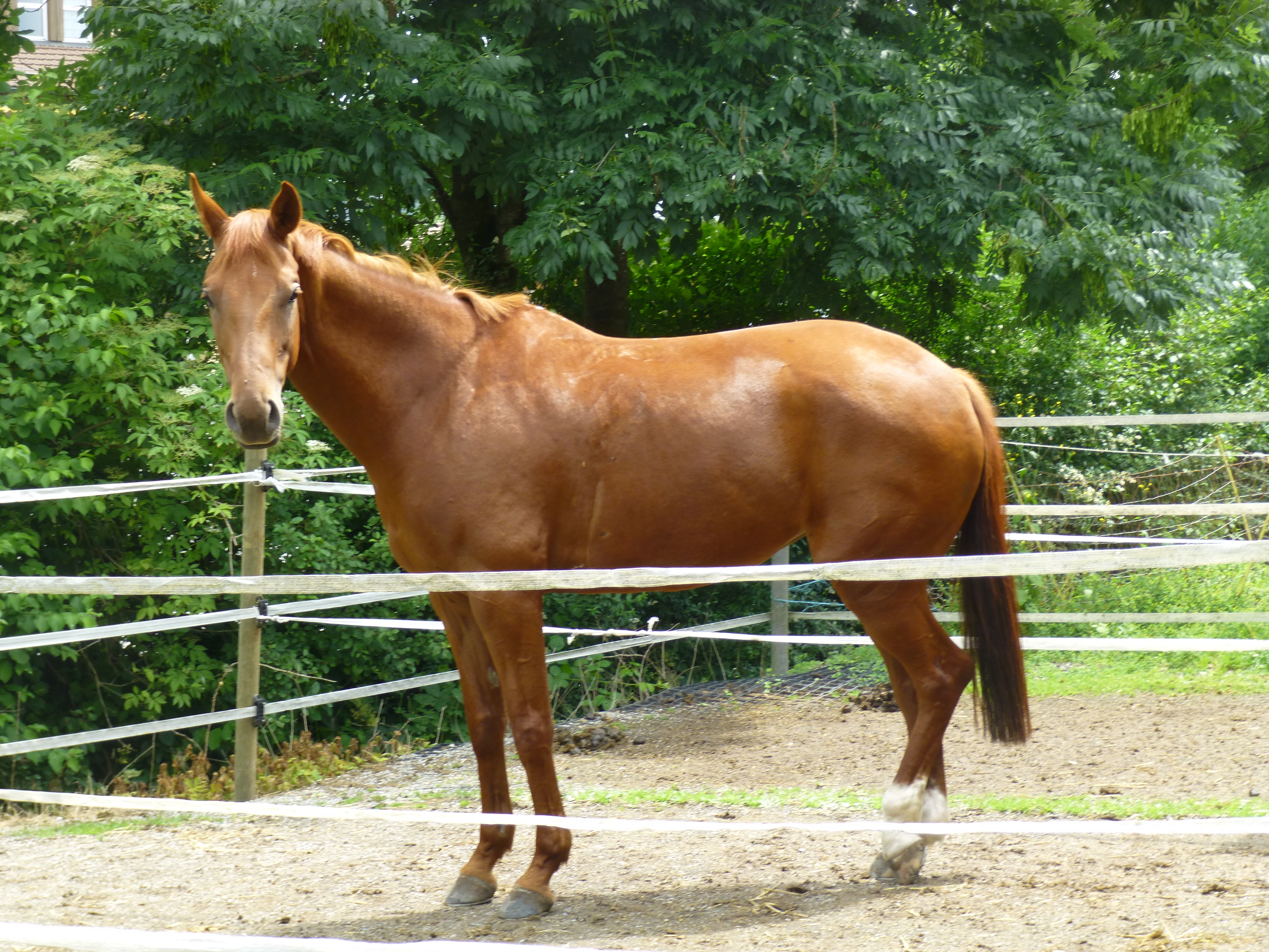 2013-06-26 longieren (5)